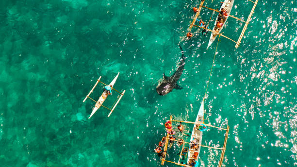 istock Oslob Whale Shark Watching in Philippines, Cebu Island 1325738416
