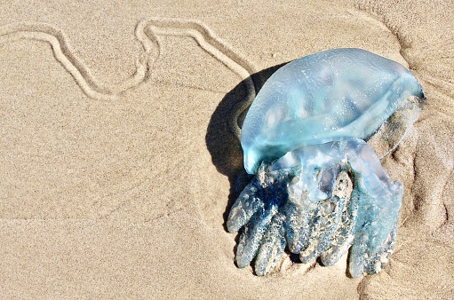 Horizontal seascape of blue jellyfish washed up on shoreline sand of beach in Byron Bay NSW Australia