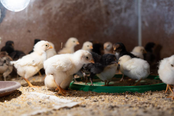 istock young yellow chicks in industrial breeding farm 1325741025