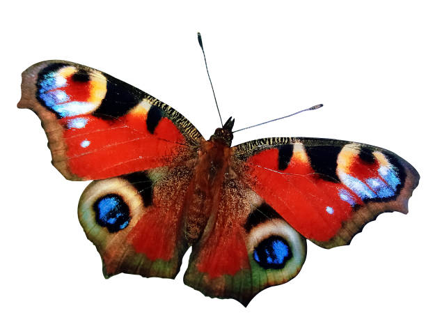 istock Colorful European Peacock butterfly isolated on white background 1325742149