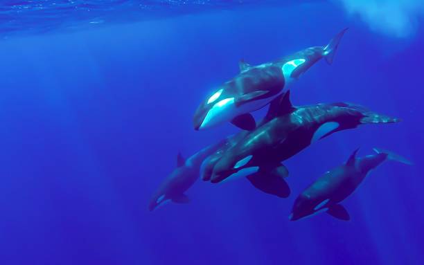 Orca in the blue A group of orcas in the blue of Mayotte lagoon Indian Ocean killer whale photos stock pictures, royalty-free photos & images