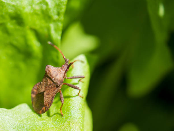 istock A stinky beetle sitting on a green leaf illuminated by sunlight. 1325742896