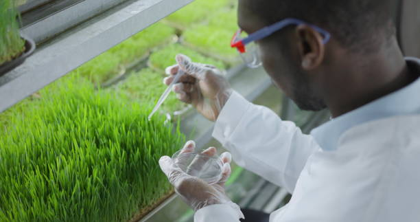 scientifique fait l’analyse des plantes. - biotechnology research agriculture science photos et images de collection