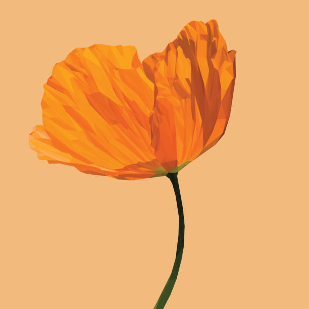 low poly, ilustracja pomarańczowego maku - tulip single flower flower yellow stock illustrations