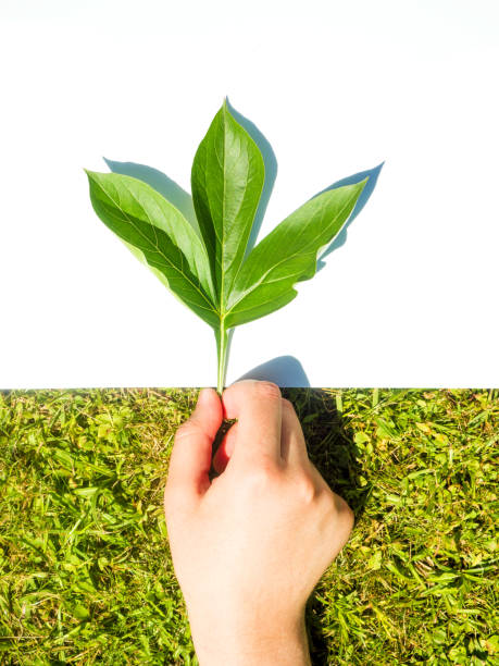 istock A hand lying on the grass holding a green peony leaf isolated on a white background. 1325744003