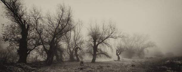 Spooky dark landscape in black and white showing misty old forest.
