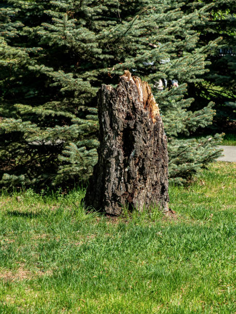 istock old tree stump in the city park 1325744917