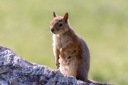 Squirrel at Grand Canyon National Park South Rim