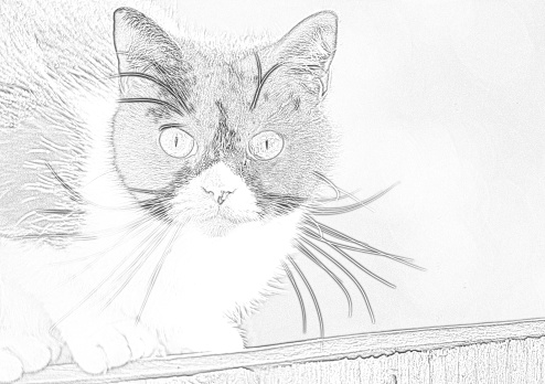 A domestic black and white cat on a garden fence in England.  This is a photograph converted to a pencil drawing which can also be used for colouring books.