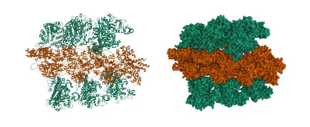ミオシンvi(緑色)の構造-厳格(ヌクレオチドフリー)状態のアクチン(褐色)錯体 - actin ストックフォトと画像