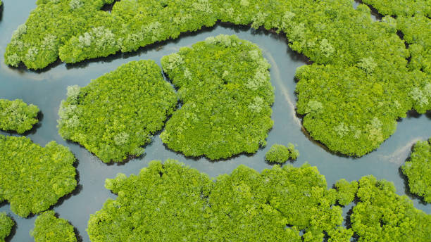 istock Aerial view of Mangrove forest and river 1325746783