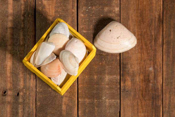Seashell decoration in a box, perfect for a summer themed background