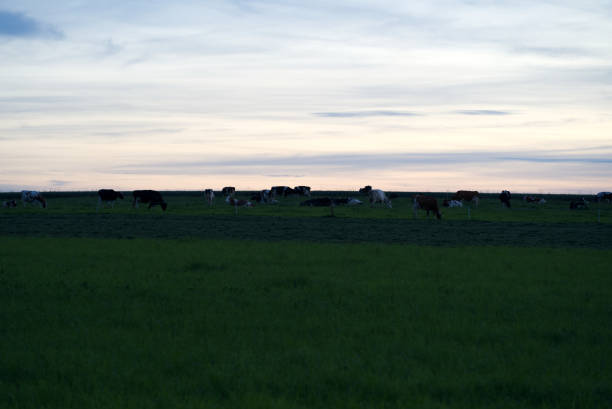 istock Meadow with cows at dusk with beautiful red sky at summer. 1325748120