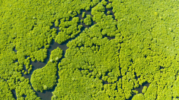 istock Aerial view of Mangrove forest and river 1325748209