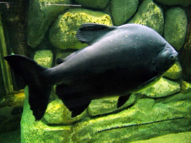 istock big fish in aquarium 1325748422