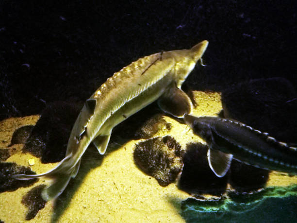 istock stor fish in the aquarium 1325748454