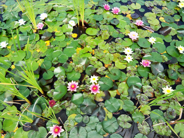 istock water lilies and leaves on the water 1325748477