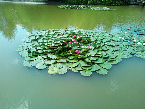 water lilies and leaves on the water