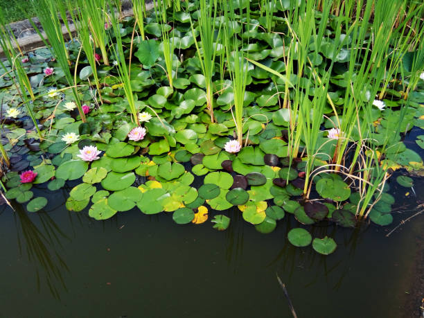 istock water lilies and leaves on the water 1325748500