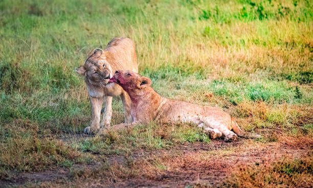 Female lion