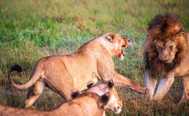 istock Male lion cringes as female attacks him 1325751018