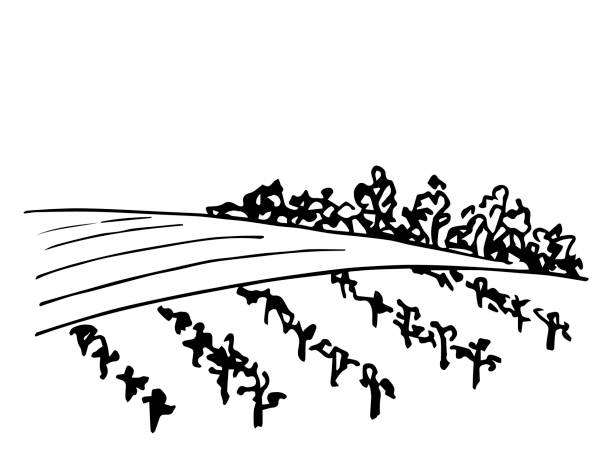 ilustrações, clipart, desenhos animados e ícones de paisagem rural, vinhedo, campo de fazenda, árvores, fileiras de arbustos de uva. desenho vetorial simples desenhado à mão em contorno preto. plantas agrícolas, plantações, cultivo orgânico, pomar. - farm vegetable black landscape