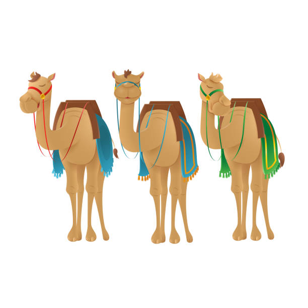 süße kamele dromedar - vektor-illustration isoliert auf transparentem hintergrund - karawane stock-grafiken, -clipart, -cartoons und -symbole