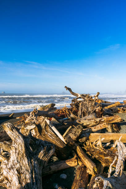 istock Rialto Beach, Mora Area, Olympic National Park, Washington 1325753673