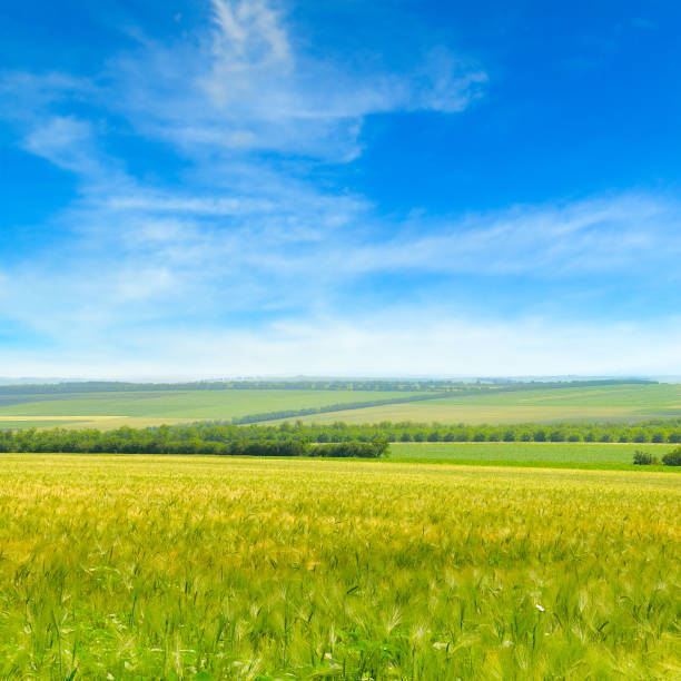 istock Wheat fields and blue sky. Rural landscapes. 1325754977