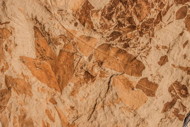 その上に葉の化石が散らばった粒状の砂岩の背景。 - fossil leaves ストックフォトと画像
