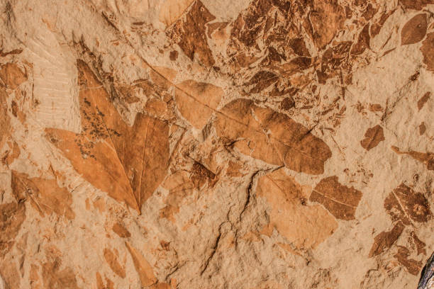 background of grainy sandstone rock with leaf fossils scattered over it. - fossil leaves imagens e fotografias de stock