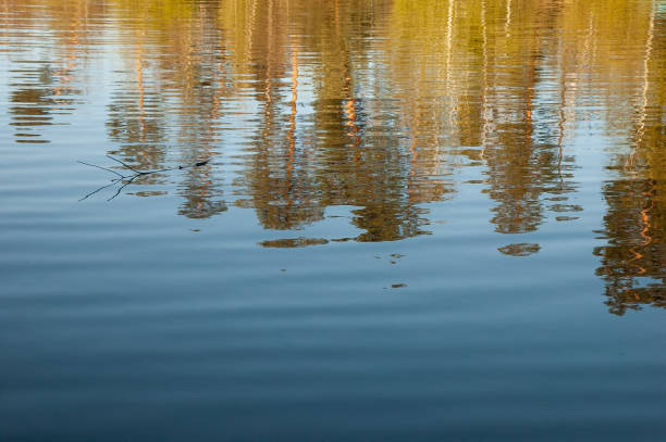 istock trees with golden leaves reflected in the water 1325757759