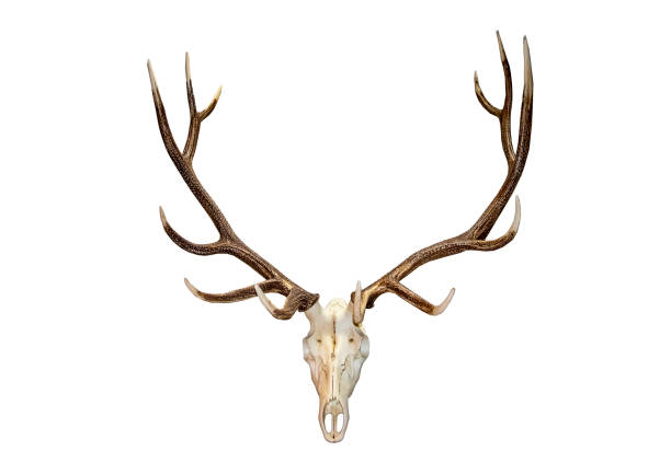 Beautiful Analope skull and antlers isolated against white. stock photo