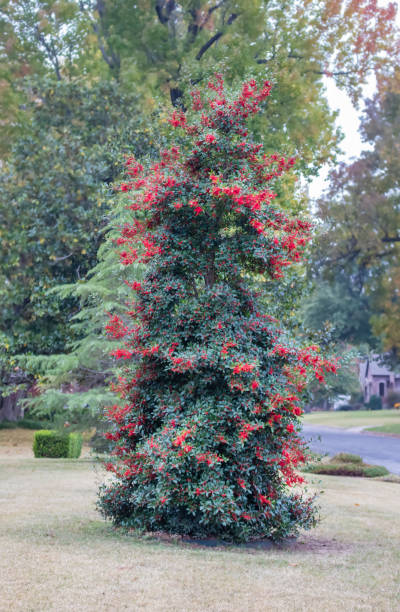 schöner baum mit roten beeren vor einem immergrünen baum auf einer wohnstraße - oklahoma house red residential structure stock-fotos und bilder