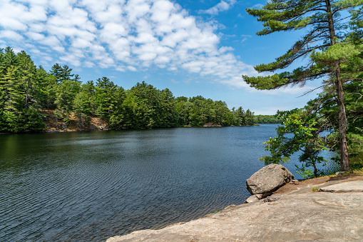 peaceful trees near Bar Harbor and Acadia National Park