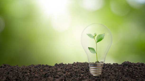 istock Ecological friendly and sustainable environment. Concepts of environmental conservation and global warming plant growing inside lamp bulb over dry soil in saving earth concept 1325757910