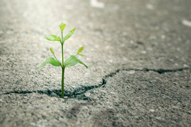 New Life concept with seedling growing sprout (tree).business development symbolic. weed growing through a crack in the pavement New Life concept with seedling growing sprout (tree).business development symbolic. weed growing through a crack in the pavement emergence photos stock pictures, royalty-free photos & images