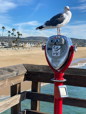 Seagull on a pier, Newport Beach, USA