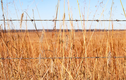 Close-up of an old fence in a meadow