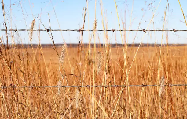 Photo of Closeup of dried grasses and a two strand barbed wire fence with horizon and blue sky in background