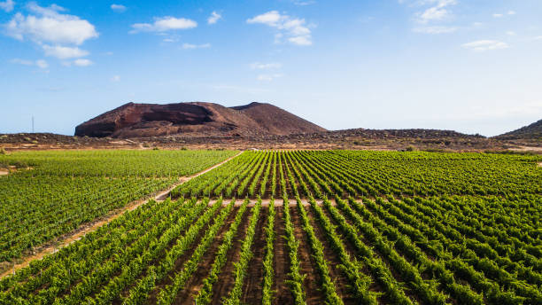 istock Tenerife vineyard panorama from drone. Beautiful landscape of stright rows, lines pattern, blue sky 1325759605