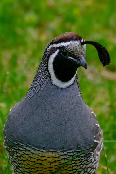 istock Curious Quail Against Green Background 1325760609