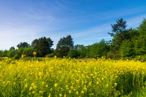 istock Yellow Flowers in Peaceful Forest 1325760813
