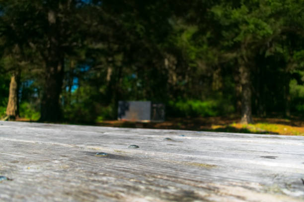 the wooden planks of a picnic table against a dark forest background