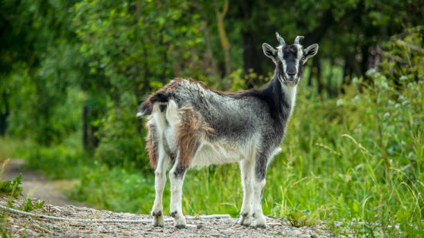 istock little gray and white goat grazing in the field 1325761349