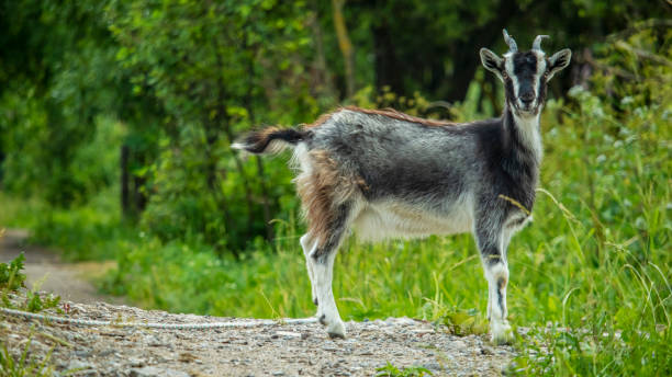 istock little gray and white goat grazing in the field 1325761364