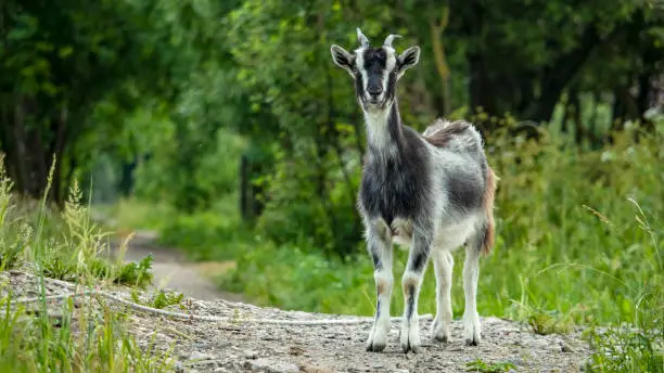 Photo of little gray and white goat grazing in the field