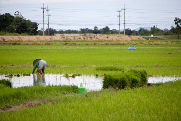 農夫はタイの水田に新しい田植えをしゃがんで植えている - 7603 ストックフォトと画像