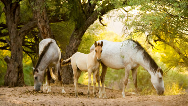Equine Family A foal notices a visitor to the family grazing spot along the lower Salt River. Tonto National Forest, Mesa, Arizona, USA river salt stock pictures, royalty-free photos & images