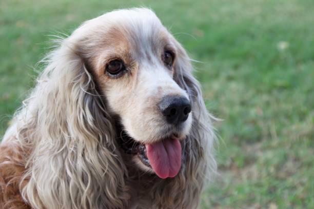 istock Small cute male cocker spaniel at the home backyard garden 1325763607